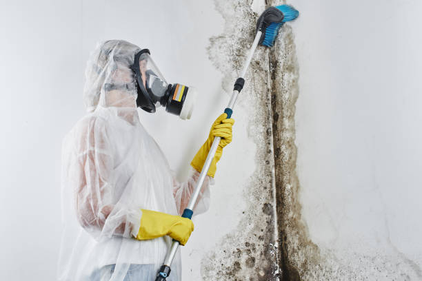 Best Residential Mold Removal  in Seville, FL