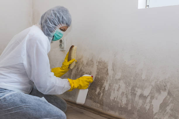 Best Mold Remediation  in Seville, FL