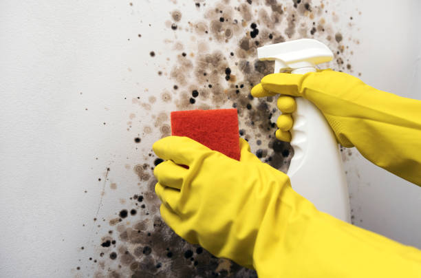 Best Home Mold Removal  in Seville, FL