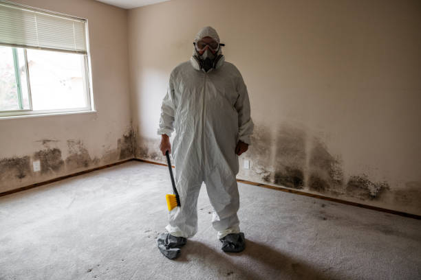 Best Fast Mold Removal  in Seville, FL