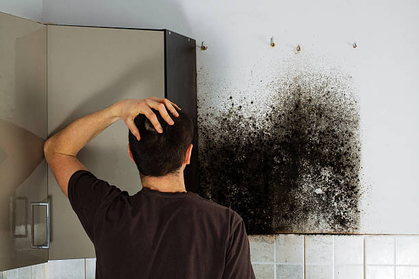 Best Mold Testing  in Seville, FL