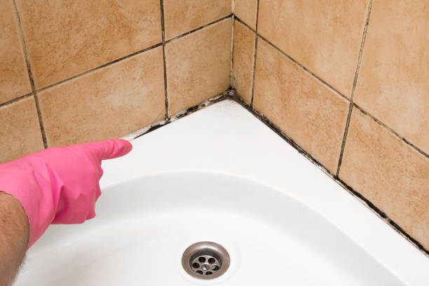 Best Affordable Mold Removal  in Seville, FL